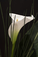 Image showing White Calla Lili in front of black Background macro Detail