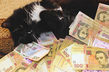 Image showing cat lying on the carpet with Ukrainian money