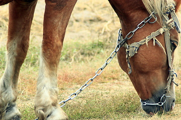 Image showing rural horse grazing on the pasture