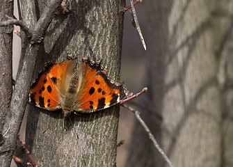 Image showing Butterfly on tree trunk in forest