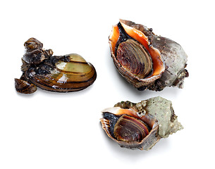 Image showing Two veined rapa whelk and river mussel (anodonta)