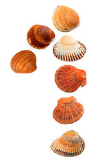 Image showing Numeral 1 composed of seashells