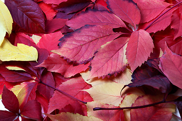 Image showing Background of multicolor autumn leafs 