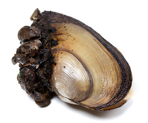 Image showing River mussels on white background