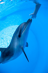 Image showing Dolphin swims under the water