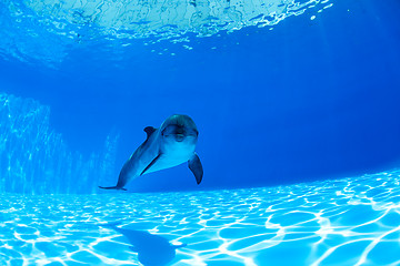 Image showing Dolphin swims under the water