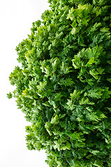 Image showing Piece of green maple crown on a white background