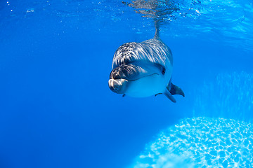 Image showing Dolphin swims under the water