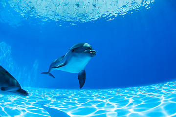 Image showing Dolphins couple