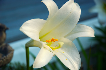 Image showing White Lily Flower