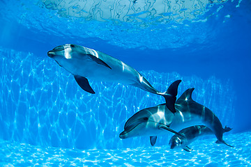 Image showing Dolphins