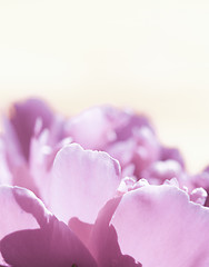 Image showing Beautiful spring flowers background. Nature bokeh. Banner large.