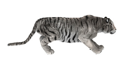 Image showing White Tiger