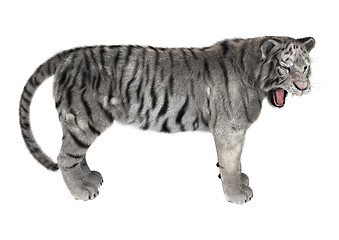 Image showing White Tiger