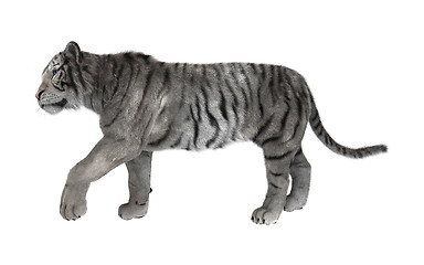 Image showing White Tiger