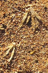 Image showing Desert sand pattern texture