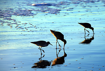 Image showing Birds on the beach