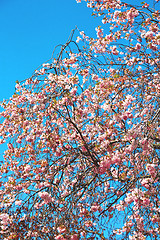 Image showing in london park the pink tree and blossom  