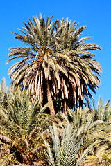 Image showing tropical palm in morocco    and the  