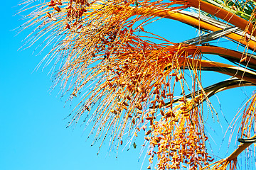 Image showing   in the sky morocco africa and plant