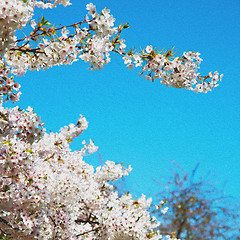 Image showing in london   park the white tree and blossom flowers natural