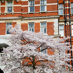 Image showing tree  window in europe london  red brick wall     and      histo