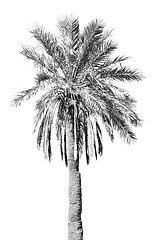 Image showing tropical palm in morocco africa alone   and the sky