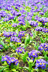 Image showing purple  london yellow flower   and spring