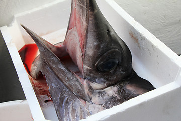 Image showing Head of swordfish