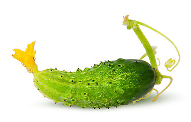 Image showing Juicy green cucumber with stem