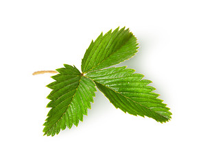 Image showing Wild strawberry leaf top view rotated