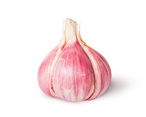 Image showing Young fresh whole head of garlic