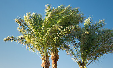 Image showing Palm trees