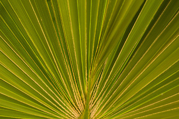 Image showing Palm trees