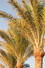 Image showing Palm trees