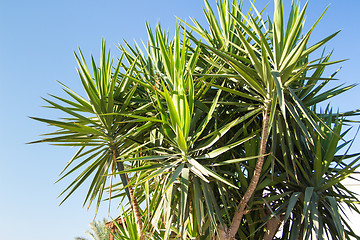 Image showing Palm trees