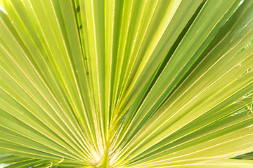 Image showing Palm trees