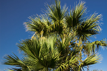 Image showing Palm trees