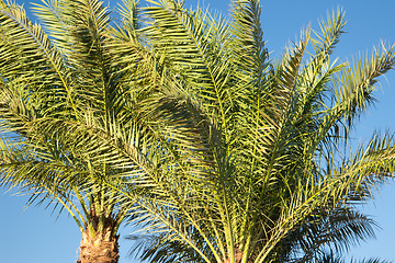 Image showing Palm trees