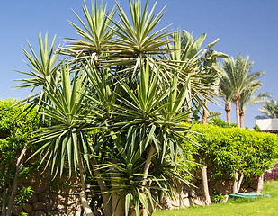 Image showing Palm trees