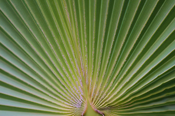 Image showing Palm trees