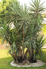 Image showing Palm trees