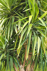 Image showing Palm trees