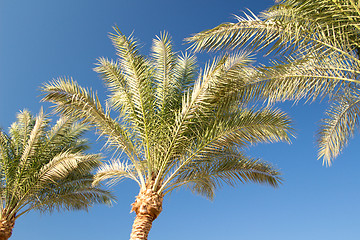 Image showing Palm trees