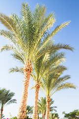 Image showing Palm trees