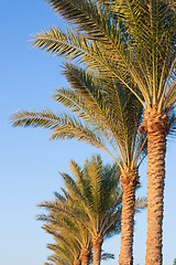 Image showing Palm trees