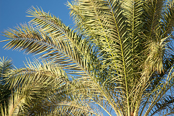 Image showing Palm trees