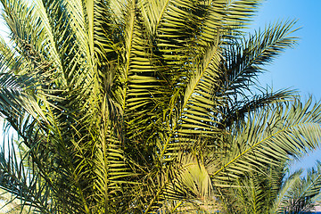 Image showing Palm trees