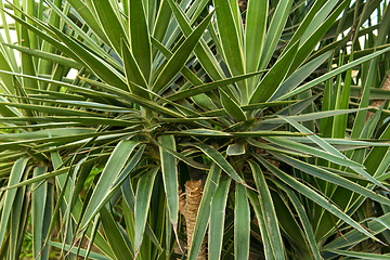 Image showing Palm trees