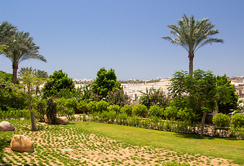 Image showing Palm trees